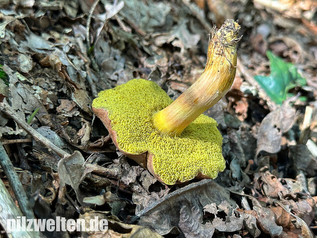 Eichenfilzröhrling, Hortiboletus engelii