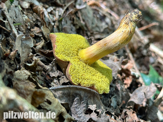 Eichenfilzröhrling, Hortiboletus engelii