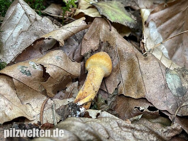 Filziger Gelbfuß, Chroogomphus helveticus