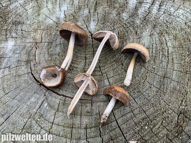 Früher Faserling, Schmalblättriger Faserling, Psathyrella spadiceogrisea