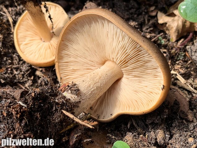 Frühjahrsweichritterling, Melanoleuca cognata