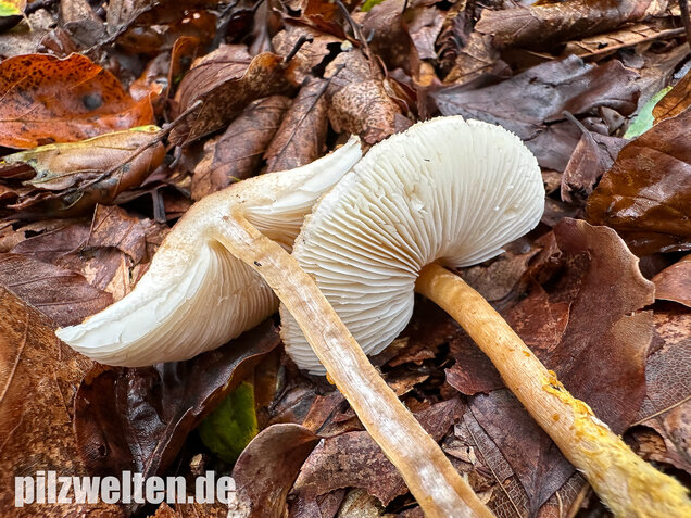 Gelbflockiger Wollstielschirmling, Lepiota magnispora