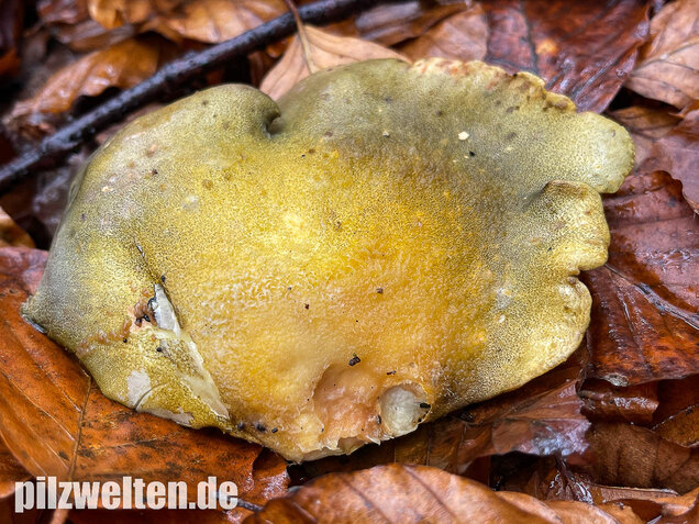 Gelbstieliger Muschelseitling, Sarcomyxa serotina