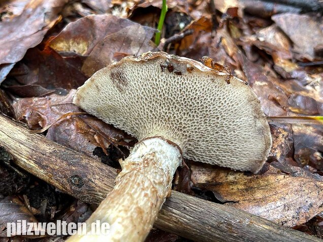 Grauer Lärchenröhrling, Suillus viscidus