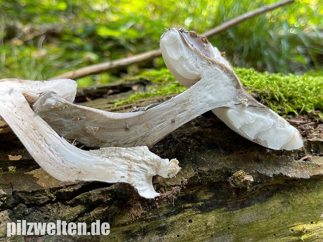 Grauer Wulstling, Amanita excelsa