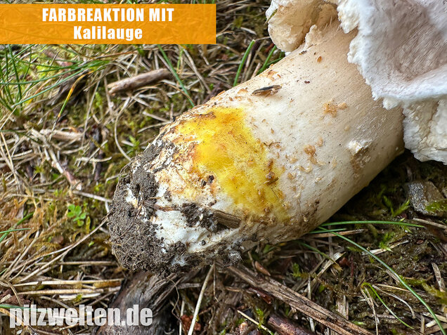 Großsporiger Riesenchampignon, Agaricus urinascens
