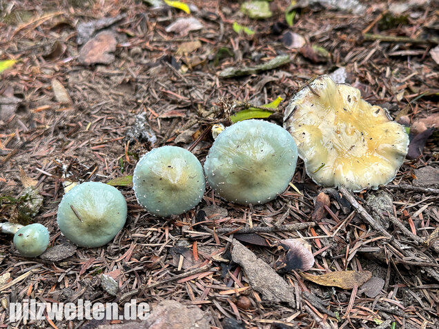 Grünspanträuschling, Stropharia aeruginosa