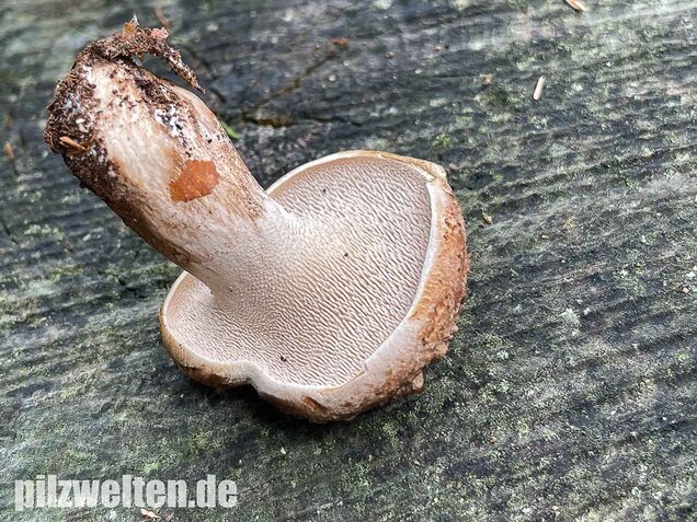 Habichtspilz, Sarcodon imbricatus