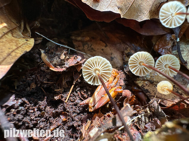 Halsbandschwindling, Marasmius rotula
