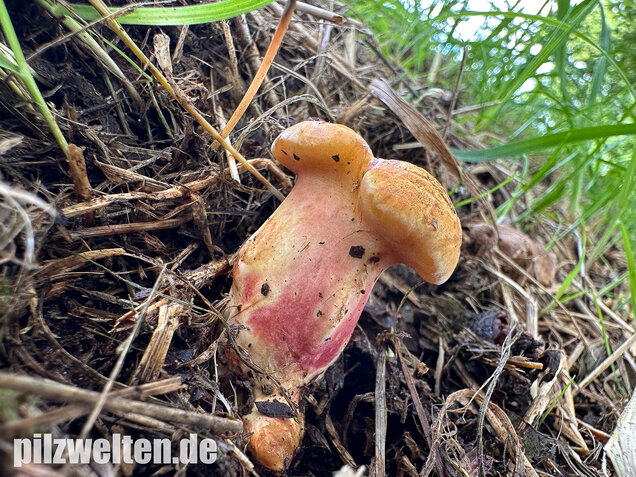 Rubinroter Zwergröhrling, Chalciporus rubinus