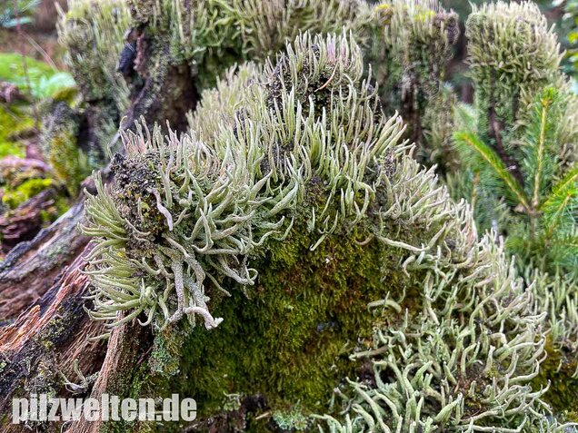Keulenflechte, Cladonia coniocraea