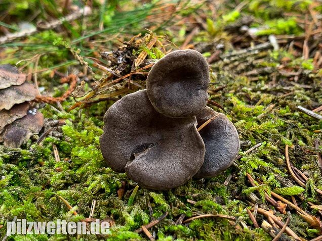 Grauer Mehltrichterling, Clitocybe ditopa