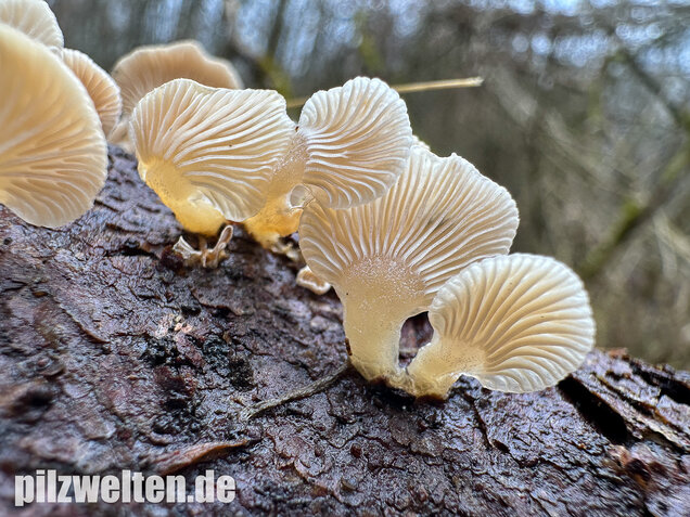 Milder Zwergknäueling, Weißer Muschelseitling, Panellus mitis