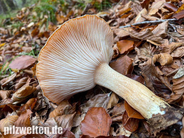 Orangeschneckling, Terpentinschneckling, Hygrophorus pudorinus