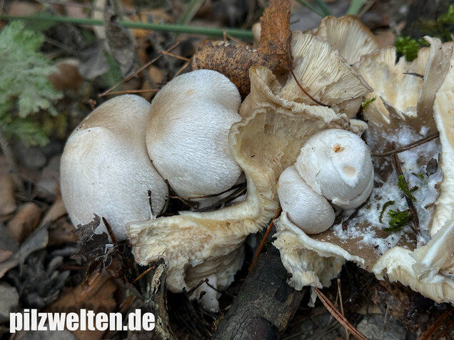 Parasitischer Scheidling, Volvariella surrecta