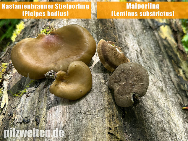 Kastanienbrauner Stielporling, Süßriechender Porling, Picipes badius