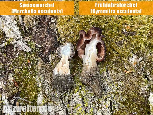 Frühjahrslorchel, Giftlorchel, Gyromitra esculenta