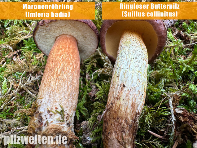 Ringloser Butterpilz, Suillus collinitus