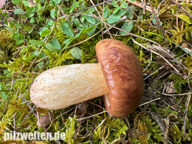 Ringloser Butterpilz, Suillus collinitus