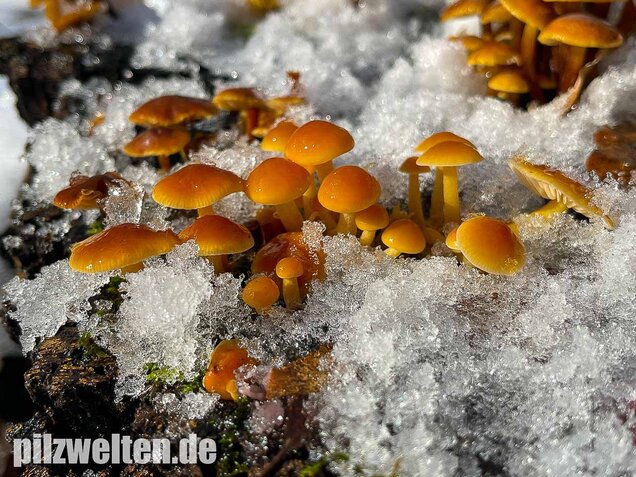 Samtfußrübling, Winterrübling, Flammulina velutipes