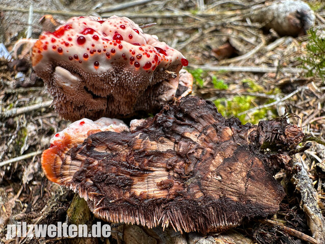 Scharfer Korkstacheling, Blutender Korkstacheling, Hydnellum peckii