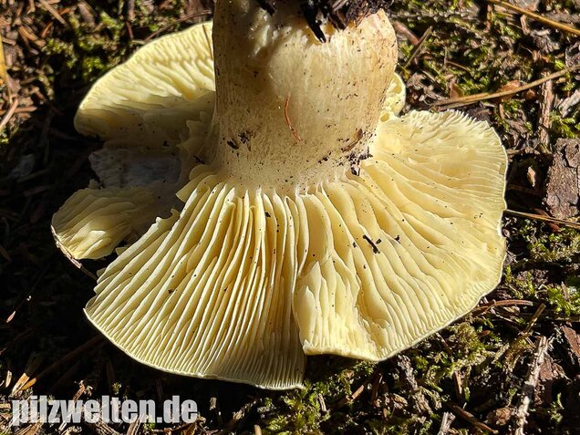 Seifenritterling, Tricholoma saponaceum