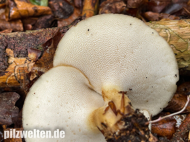 Sklerotienporling, Polyporus tuberaster