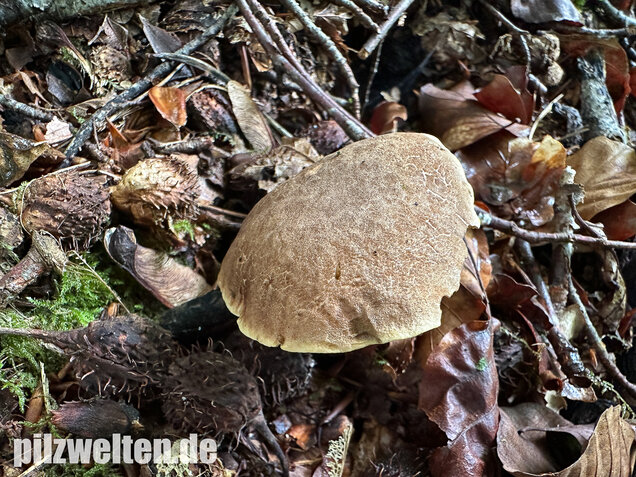 Starkblauender Rotfußröhrling, Xerocomellus cisalpinus