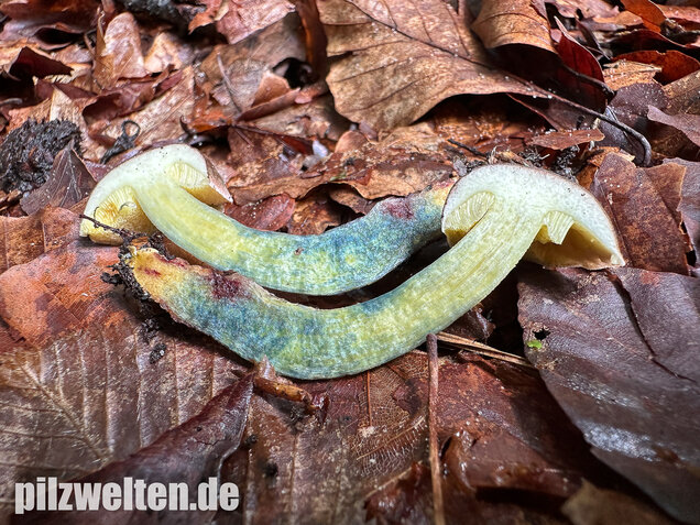 Starkblauender Rotfußröhrling, Xerocomellus cisalpinus