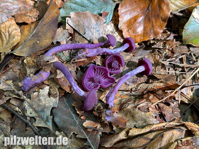 Violetter Lacktrichterling, Laccaria amethystina