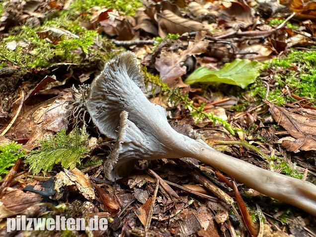 Krause Kraterelle, Krauser Leistling, Craterellus undulatus