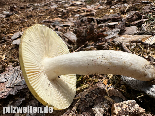 Weißstieliger Ockertäubling, Russula citrina / Russula violeipes var. citrina