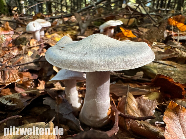Weißvioletter Dickfuß, Cortinarius alboviolaceus