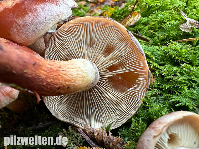 Ziegelroter Schwefelkopf, Hypholoma lateritium