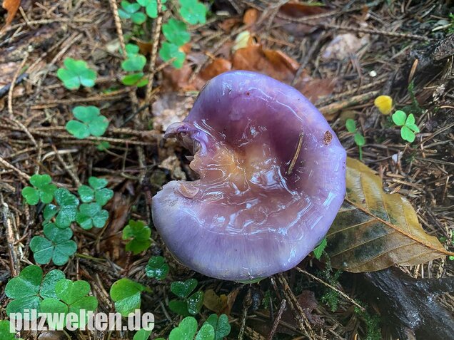 Blauer Schleimfuß, Cortinarius salor