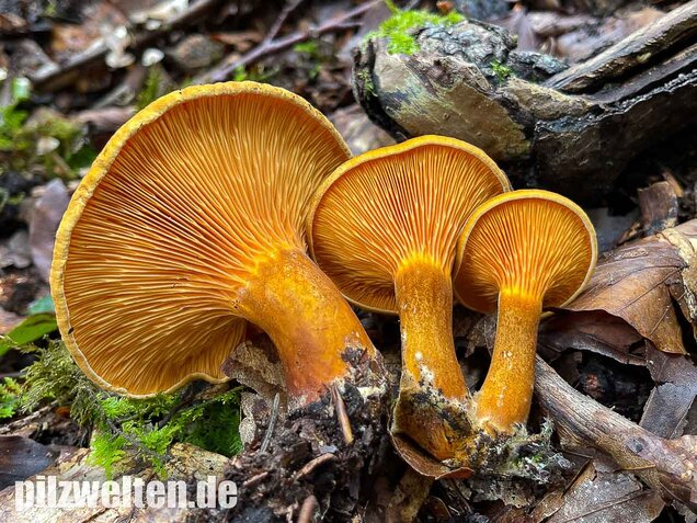Brauner Afterleistling, Hygrophoropsis rufa