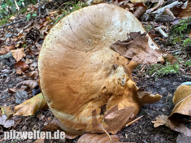 Buchenklumpfuß, Cortinarius anserinus