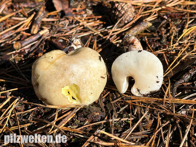 Elfenbeinröhrling, Weymouthsröhrling, Suillus placidus