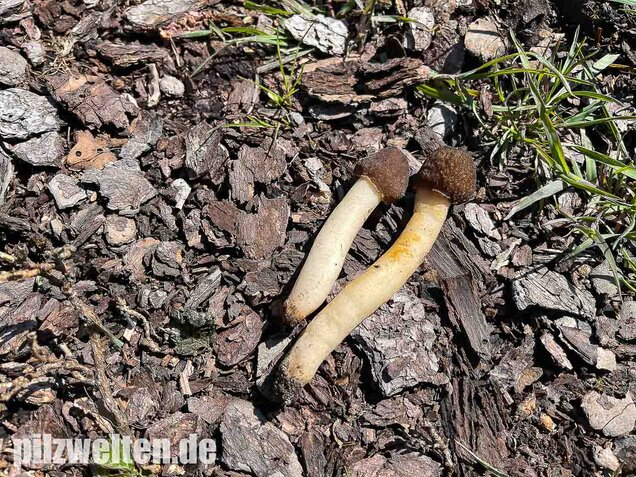 Fingerhutverpel, Verpa conica