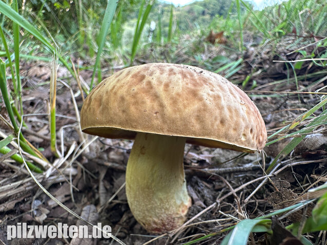 Gehämmerter Röhrling, Hemileccinum depilatum