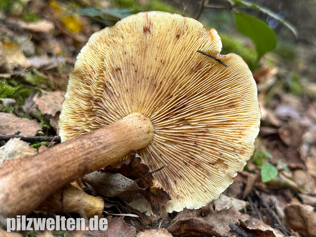 Gelbblättriger Ritterling, Birkenritterling, Tricholoma fulvum