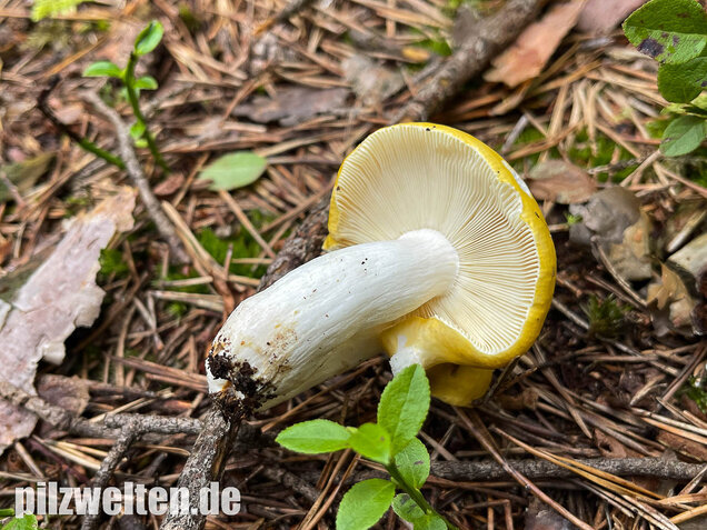 Gelber Graustieltäubling, Russula claroflava