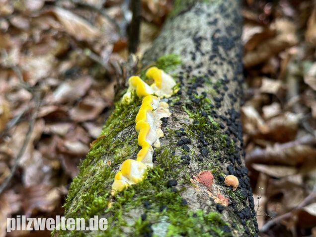 Gilbende Tramete, Spitzwarzige Weißfäuletramete, Antrodiella serpula