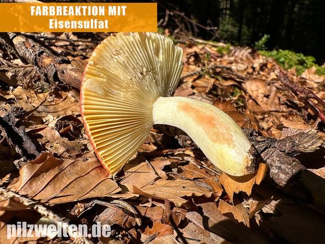 Goldtäubling, Russula aurea
