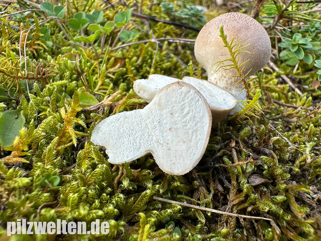 Grauer Stäubling, Trockenrasenstäubling, Lycoperdiscus lividus