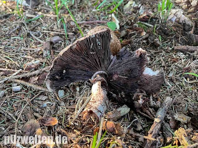 Großer Waldchampignon, Agaricus langei