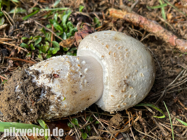 Großsporiger Riesenchampignon, Agaricus urinascens