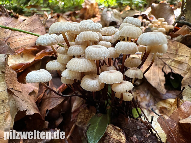 Halsbandschwindling, Marasmius rotula