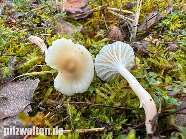 Jungfernellerling, Glasigweißer Ellerling, Cuphophyllus virgineus
