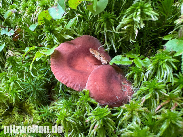 Kampfermilchling, Lactarius camphoratus